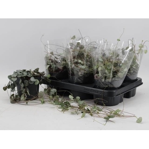 CEROPEGIA WOODII SUP