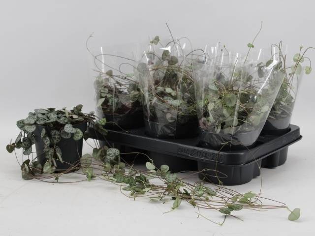 <h4>CEROPEGIA WOODII SUP</h4>
