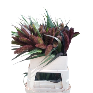 SETARIA IT RED JEWEL