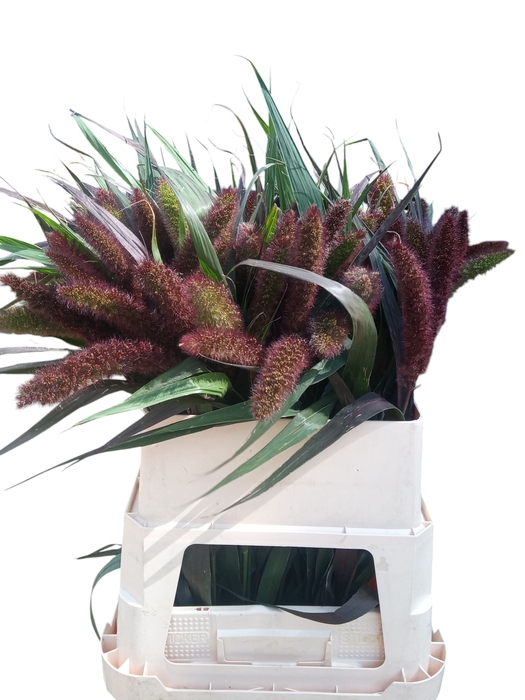 <h4>SETARIA IT RED JEWEL</h4>