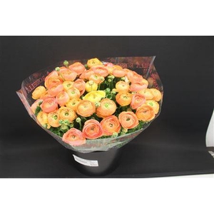 Cloni Super Aragosta