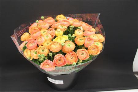 <h4>Cloni Super Aragosta</h4>