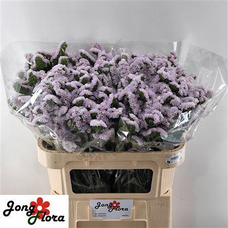 <h4>Lim S Fairy Wings</h4>