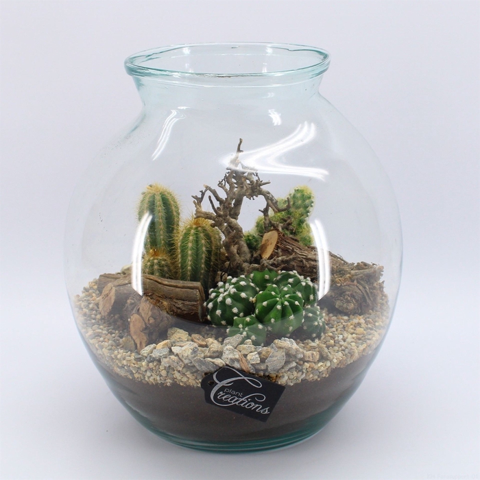 <h4>Arr.  Cactus H%</h4>