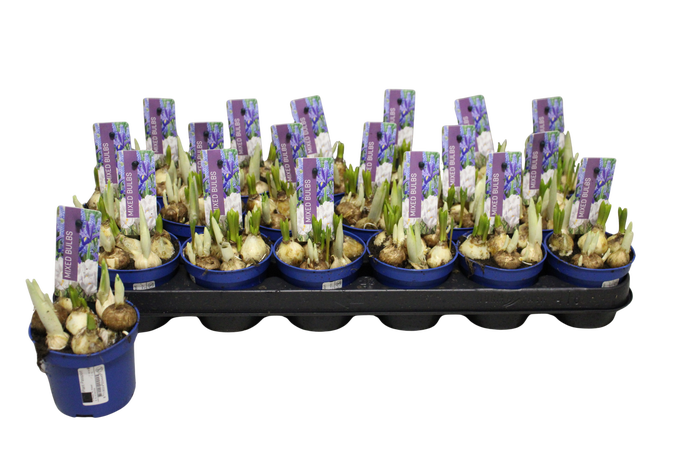 Bol op pot Bollenmix P9