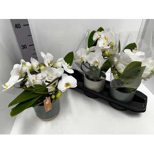 Phalaenopsis Muse White 12Ø 35cm 2st 25fl