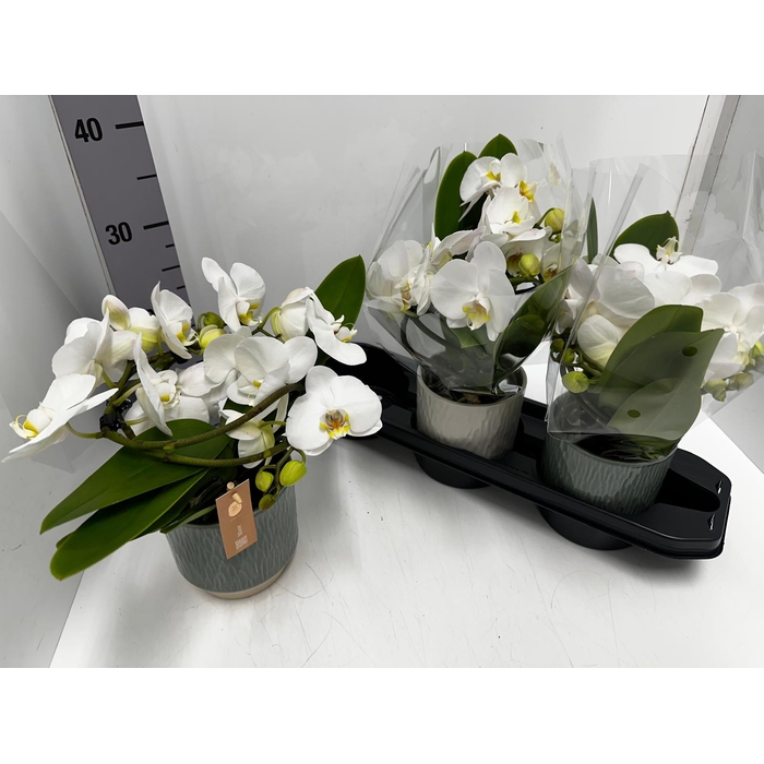 <h4>Phalaenopsis Muse White 12Ø 35cm 2st 25fl</h4>