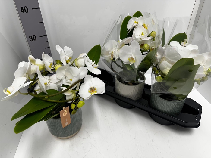 Phalaenopsis Muse White 12Ø 35cm 2st 25fl