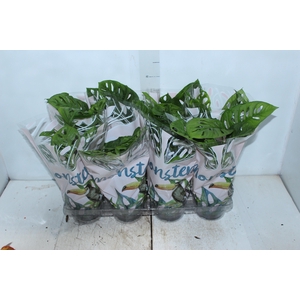 MONSTERA OBLIQUA ADANSONII P15