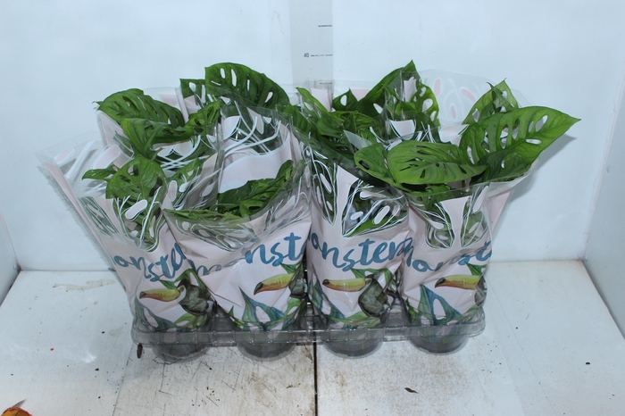 MONSTERA OBLIQUA ADANSONII P15