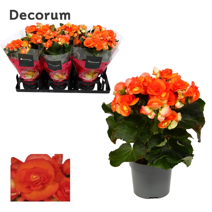 <h4>Begonia ''reina'' oranje 13 cm Decorum</h4>