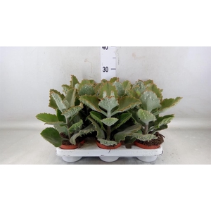 Kalanchoe NF beharensis