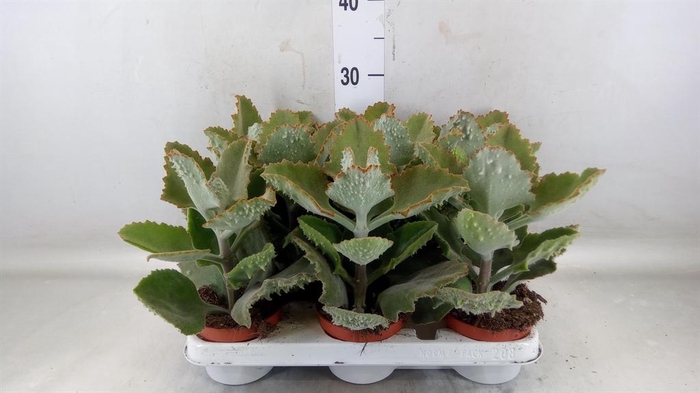 <h4>Kalanchoe NF beharensis</h4>