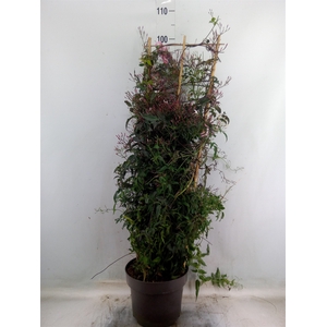 Jasminum polyanthum   ...rose