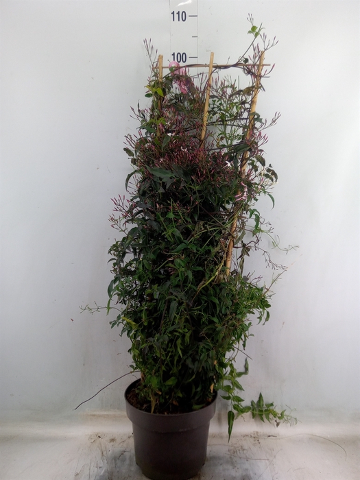 <h4>Jasminum polyanthum   ...rose</h4>