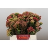 Kaaps Groen Red Brunia Small