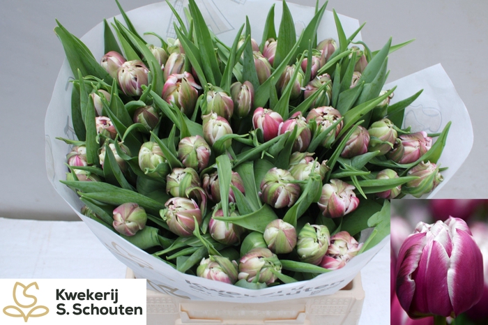 <h4>TU DU JOSER</h4>