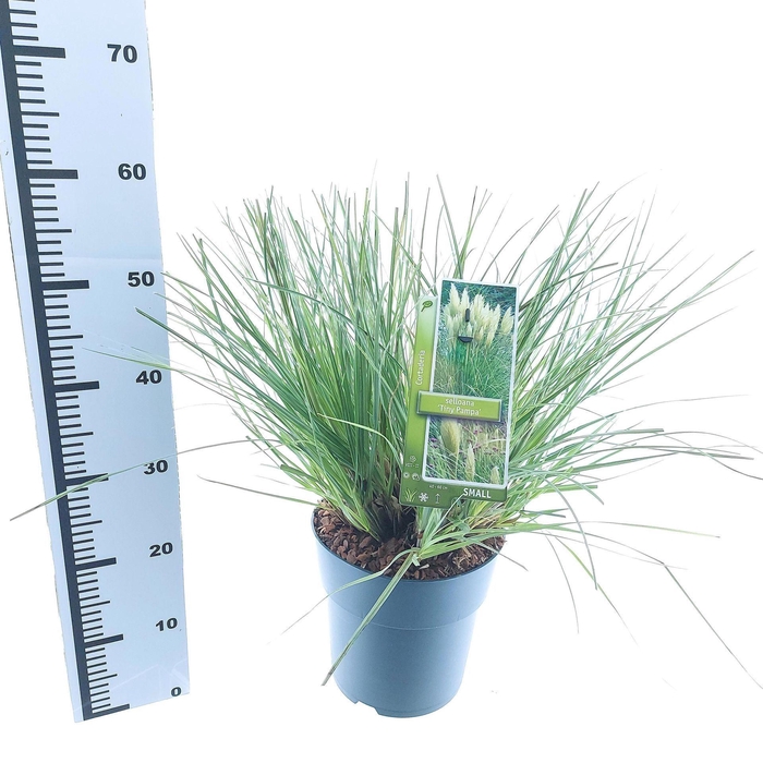 <h4>Cortaderia selloana Tiny Pampa</h4>