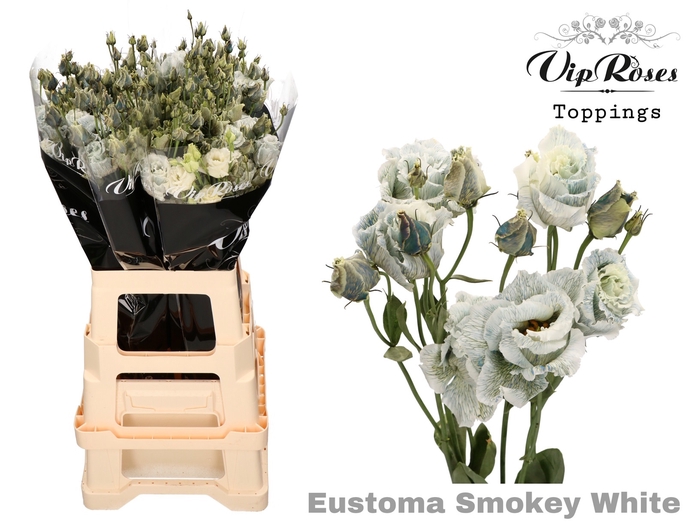 <h4>Lisianthus do paint smokey white</h4>