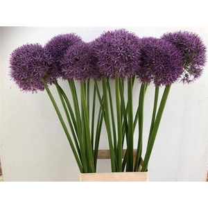 Allium Pinball Wizar