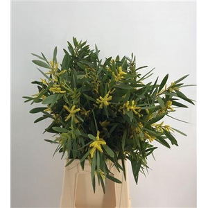 Acacia Longifoglia* Factnr