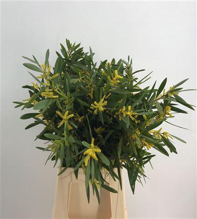 <h4>Acacia Longifoglia</h4>