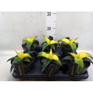 Sansevieria  'Star Canary'