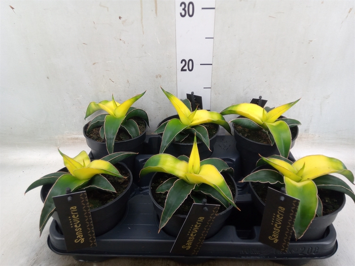 <h4>Sansevieria  'Star Canary'</h4>