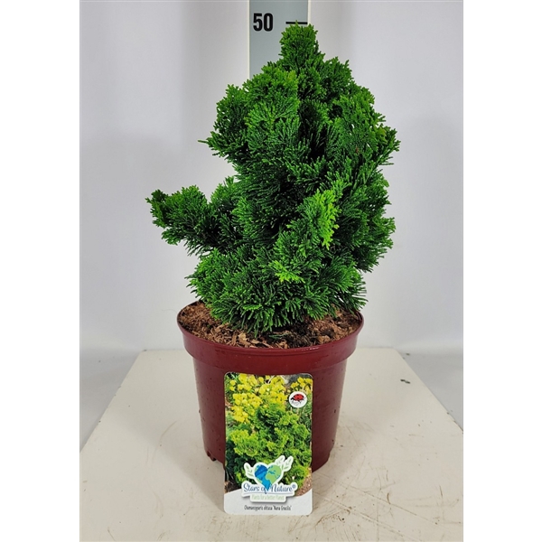 <h4>Chamaecyparis obtusa 'Nana Gracilis' C4 25-30</h4>