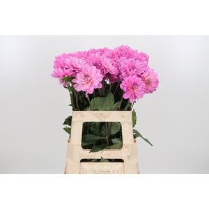 Dahlia Onesta