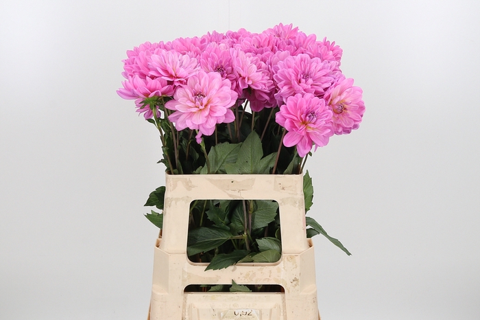 <h4>Dahlia Onesta</h4>