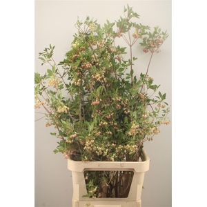 Enkianthus Campanulatus