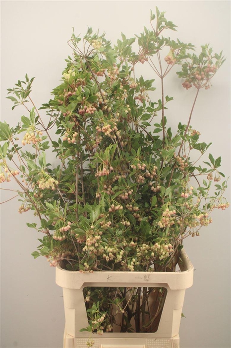 <h4>Enkianthus Campanulatus</h4>