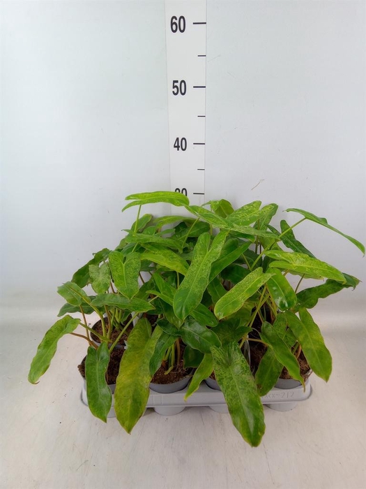 <h4>Philodendron   ...</h4>