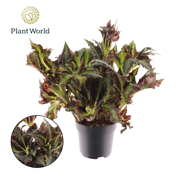 <h4>Begonia heracleifolia Vampire</h4>