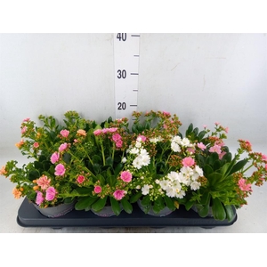 Lewisia cot. 'Rocky Colors'   ..mix