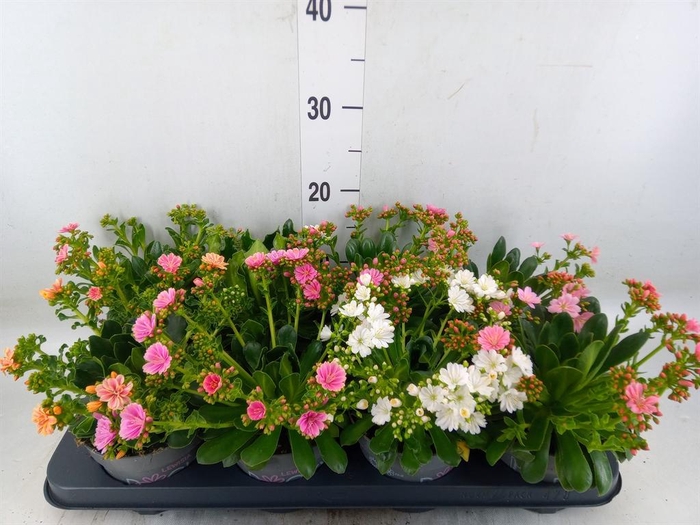 <h4>Lewisia cot. 'Rocky Colors'   ..mix</h4>