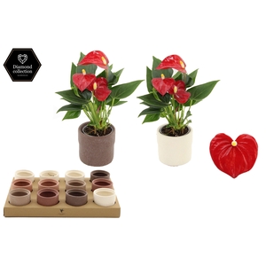 Anthurium 6 cm Micra in Rustic ceramics