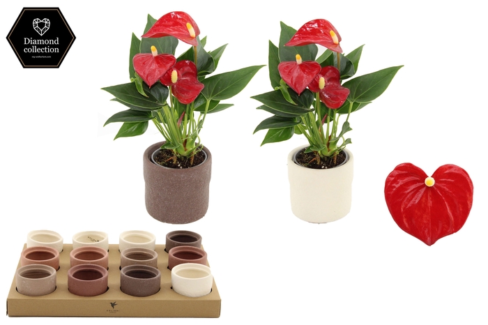 <h4>Anthurium 6 cm Micra in Rustic ceramics</h4>