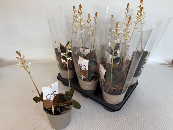 <h4>LUD DISCOLOR</h4>