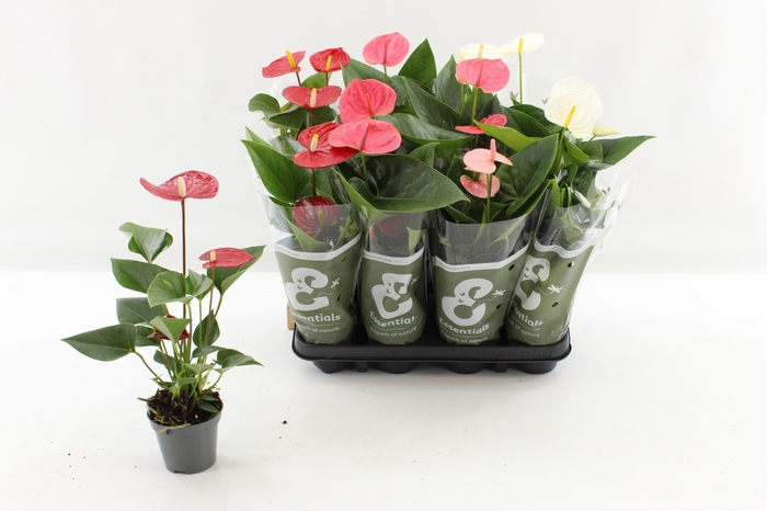 <h4>ANTHU AN GEM 4 KL</h4>