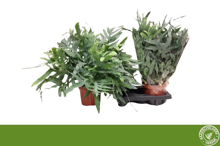 <h4>PHLEBO A BLUE STAR</h4>