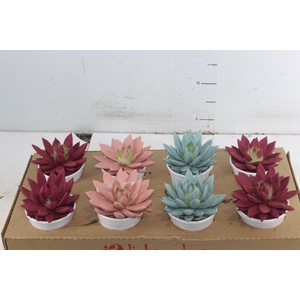 ECHEVERIA COLOURS P11
