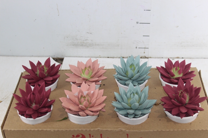 ECHEVERIA COLOURS P11