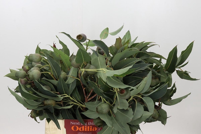<h4>Kaaps Groen Euc. Bell Gum</h4>