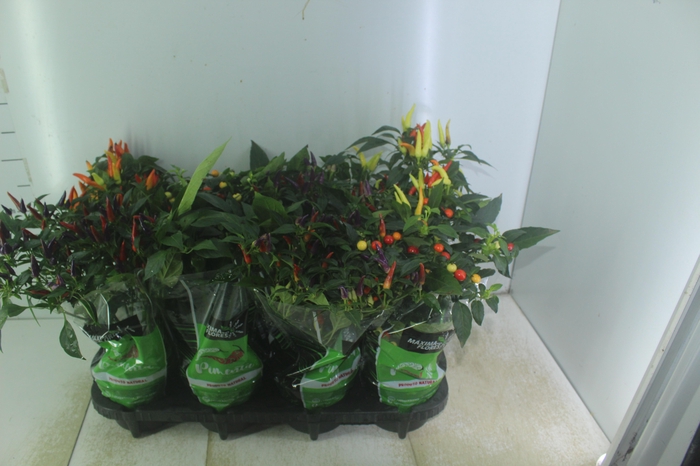<h4>PIMENTA P14</h4>