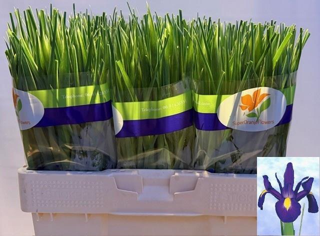 <h4>IRIS BLUE MAGIC</h4>