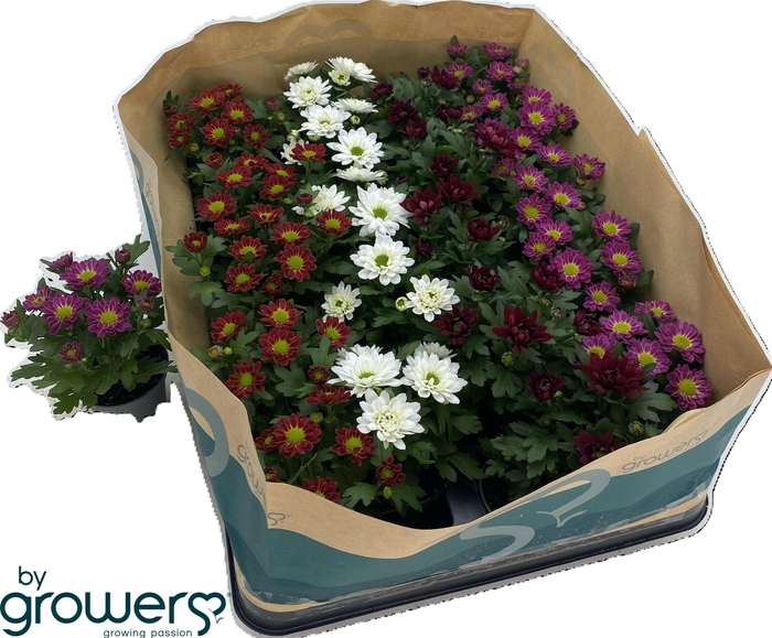 <h4>CHRYS GEM 6 KL</h4>