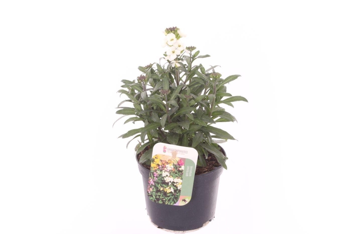 <h4>Erysimum lin. Leya White</h4>