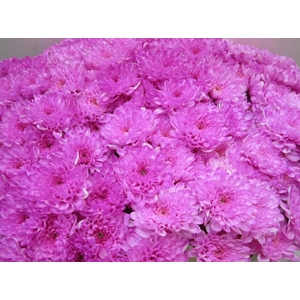 Chr T Altaj Pastel Cerise